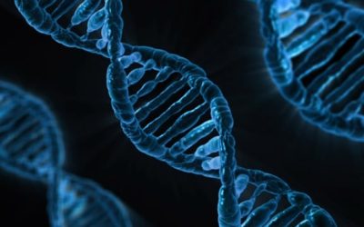 Is NMN Resveratrol de sleutel tot een langer leven?